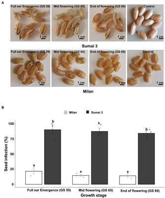 Role of seed infection for the near and far distance dissemination of wheat blast caused by Magnaporthe oryzae pathotype Triticum
